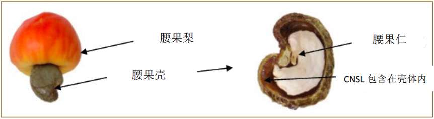 剖面圖腰果殼.png 剖面圖腰果殼.png